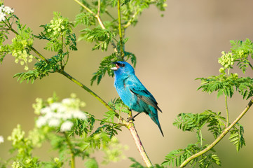 Sticker - A indigo bunting perched in a plant 