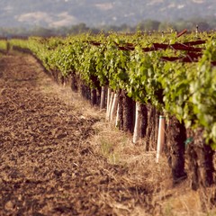 Wall Mural - Sonoma Valley, California, USA