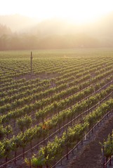 Wall Mural - Sonoma Valley, California, USA