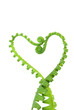 fern in love shape
