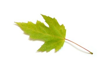 Wall Mural - leaf