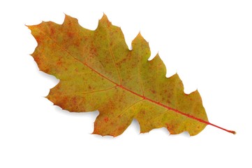 Wall Mural - leaf
