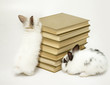 Leinwanddruck Bild - Rabbits with a heap of books