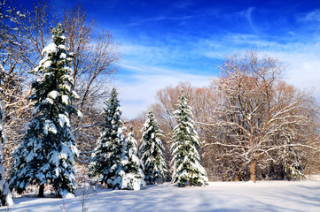 Wall Mural - Winter forest