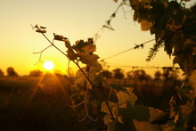 The Morning In A Vineyard