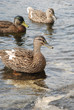 Drei Enten am Flussufer in einer Reihe, schauen neugierig in die Kamera