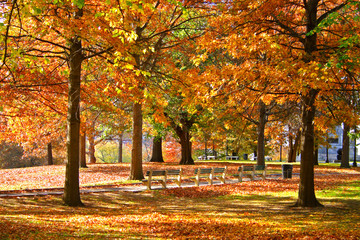 Wall Mural - Boston Public Garden