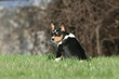 © Dogs - chien  Basenji qui tourne le dos