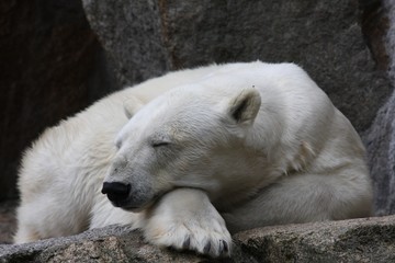polar bear at rest
