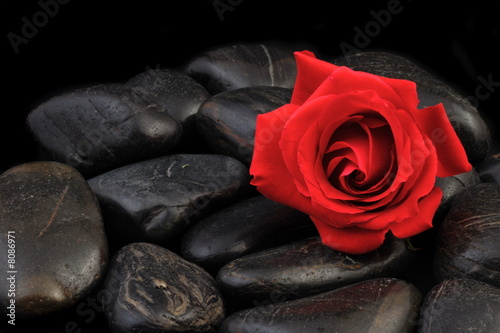 Zdjęcie: rose und steine rose und steine
