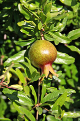 pomegranate,tree,fruit