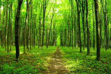  forest path