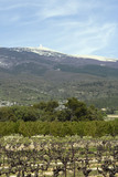 Fototapeta Natura - Vignes sur fond de Mont Ventoux