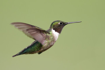 Wall Mural - Ruby-throated Hummingbird 