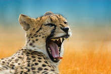 Beautiful Cheetah