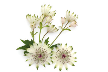 masterwort flowers isolated on white background