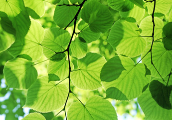 Wall Mural - green leaves glowing in sunlight