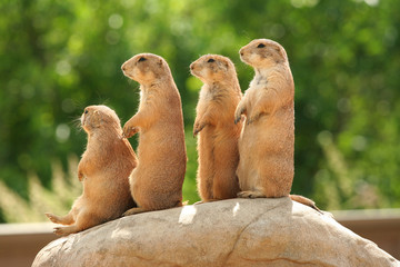 Prairie dogs on rock