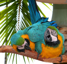 Two Parrots Kissing