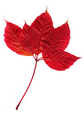 Wall Mural - Autumn leaf on a white background