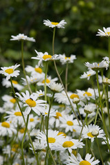 Canvas Print - field of white chamomiles