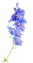 Bright Blue Delphinium Flowering Spike, Isolated