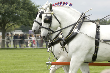 pair of shire horses