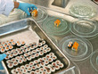 profikoch bereitet sushi tellerreihen,gastronomie,hygiene