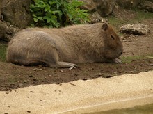 Capybara - Worlds Largest Rodent