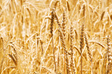 Fototapeta  - Close up of wheat on bright summer day