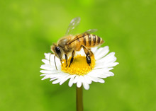  Bee Collecting Honey