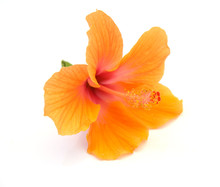 Hibiscus On A White Background