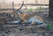 © Fred - antilope