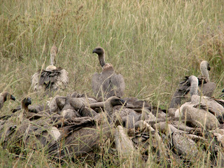 Vultures