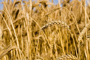 Field of wheat