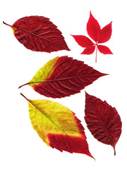 Wall Mural - Autumn leaves on a white background