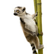 Ring-tailed Lemur (6 weeks) - Lemur catta