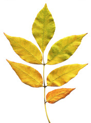 Wall Mural - Autumn leaf on a white background