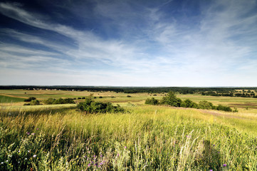 Cornfield