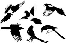Magpies Illustration, Collection For Designers