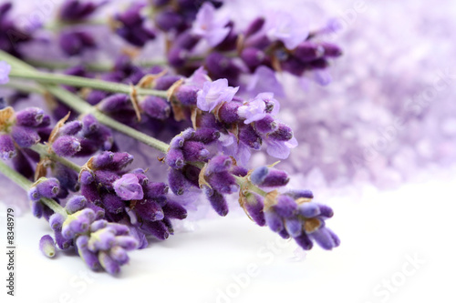 Naklejka na szybę lavender