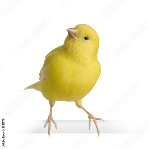 Foto-Banner aus PVC - Yellow canary - Serinus canaria on its perch (von Eric Isselée)