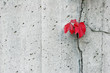 Red Boston Ivy Leaves Contrast Cement Wall