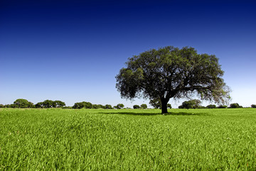 Wall Mural - Green landscape with trees and  a beautiful blue sky