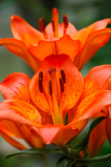 tiger lilly - Liliaceae Lilium bulbiferum