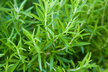 Wall Mural - rosemary