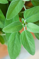 Wall Mural - Salvia (sage)