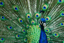 Beautiful Male Indian Peacock