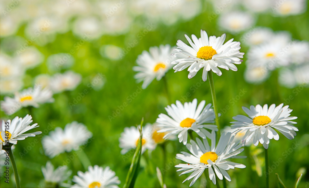 Spring flowers marguerites in a grean meadow - obrazy, fototapety, plakaty 