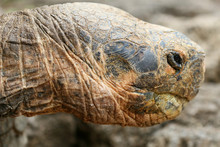 Close Up Giant Galapagos Tortoise